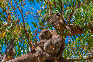 Mother and baby koala in branches of Great Otway national park, Australia © dudlajzov