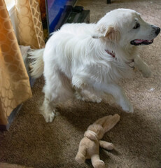 Adopted 3 Year Old Male Great Pyrenees