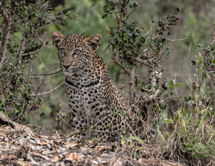 Fototapeta na wymiar A young Cheeta popping out of teh bush