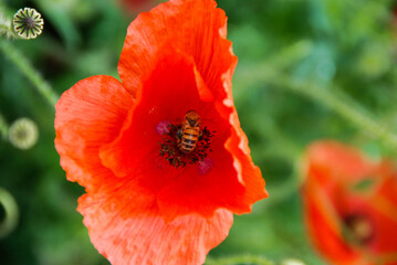 Red poppy in the meadow with a bee