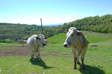 Obraz premium Grazing cows in the Langhe, Piedmont - Italy