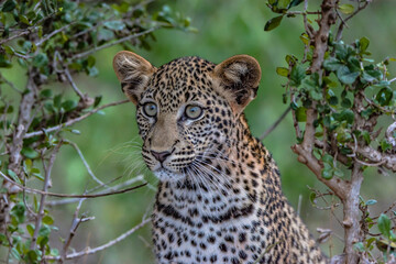 A young Cheeta popping out of teh bush
