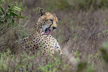 Wildlife