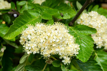 Swedish whitebeam (Sorbus intermedia) blooming in spring, Masala, Kirkkonummi, Finland