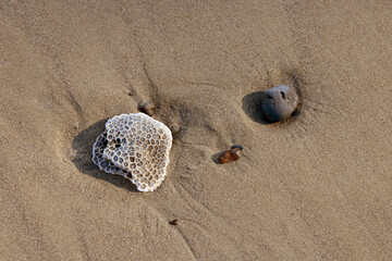 Corals and died sea creature lying on the beaches of Andaman & Nicobar island,