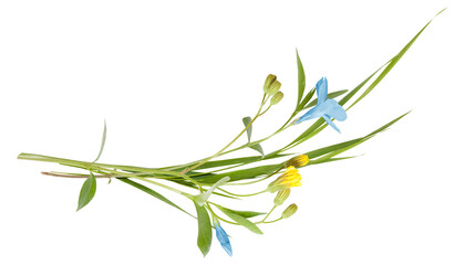 bouquet of the field (wild) flowers, easter colors, isolated