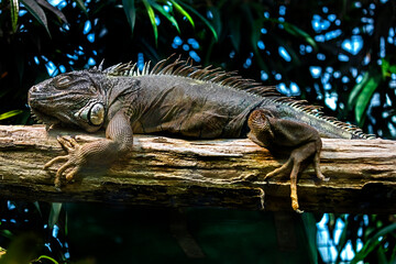Green iguana male. Latin name - Iguana iguana	