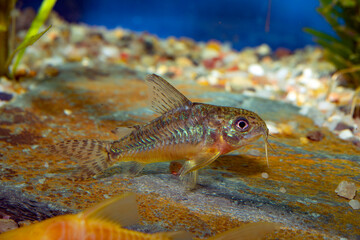 Corydoras paleatus is a species of catfish (order Siluriformes) of the family Callichthyidae. Its...