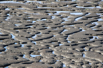 wadden sea by low tide in detail