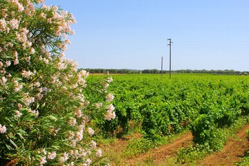 Fototapeta na wymiar Grape vines in the vineyard and blooming Oleander flowers, wine farm production in Puglia, Apulia, southern Italy