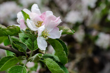 Apple blossoms on a dark background in the evening. Spring concert. High quality photo in dark colors.