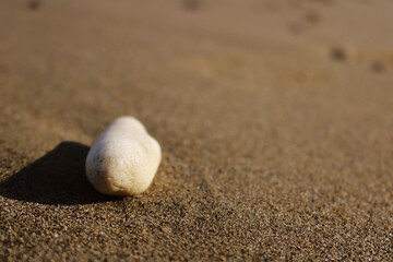Fototapeta na wymiar Corals and died sea creature lying on the beaches of Andaman & Nicobar island,