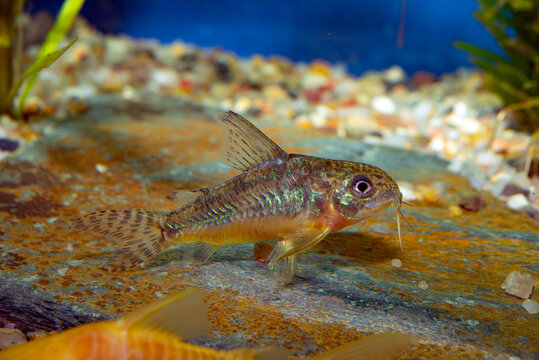Corydoras paleatus is a species of catfish (order Siluriformes) of the family Callichthyidae. Its common names include blue leopard corydoras, mottled corydoras and peppered catfish