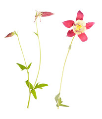 Isolated single red flowers on white background. Red or pink Aquilegia