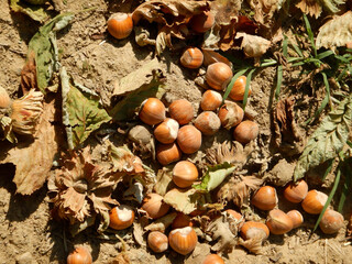 Hazelnuts fallen on the ground ready to be harvested