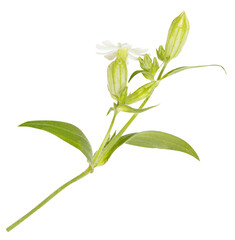 Whiite wild flowers isolated on white