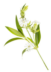 Obraz premium Whiite wild flowers isolated on white