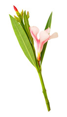 Isolated branch of pink blooming flowers from Israel