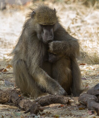 Chacma Baboon Mother Comforts And Embraces Her Young Infant In Hwange, Zimbabwe