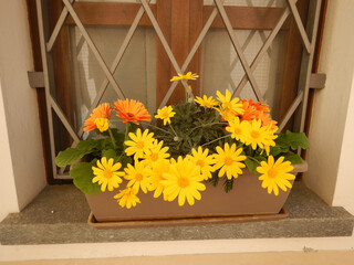 Yellow flower pot on a window sill