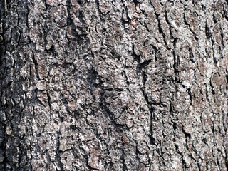 Naklejka premium Old tree bark texture - useful as background