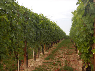 Vineyards in Cannubi, Barolo - Piedmont