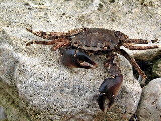 Crab on a rock at the beach
