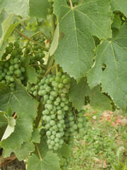 Bunch of Nebbiolo still unripe in the Langhe, Piedmont
