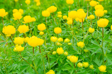 Yellow flowers of blooming globeflower or globe flower. Spring flowers on a blurred background. Yellow flowers Trollius ranunculinus