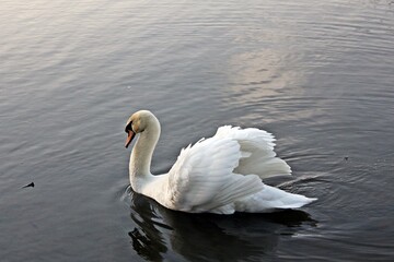 White swan on the lake