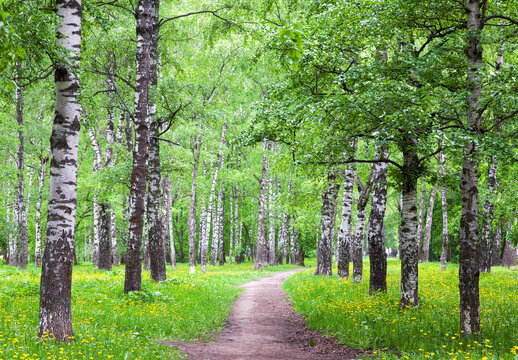 Walking path with blooming dandelions in a spring birch grove
