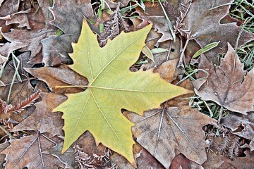 Autumn leaves on the ground covered with frost