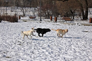 Fototapeta na wymiar Dogs playing in the snow