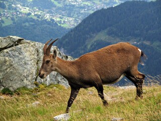 Naklejka na ściany i meble The Alpine ibex, also known as the steinbock, bouquetin, or simply ibex, is a species of wild goat that lives in the mountains of the European Alps