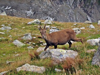 The Alpine ibex, also known as the steinbock, bouquetin, or simply ibex, is a species of wild goat that lives in the mountains of the European Alps
