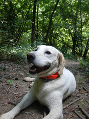 Truffle dog in the Langhe