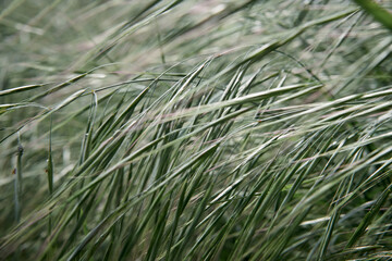 Defocused, blurred summer meadow grass background. Close up.