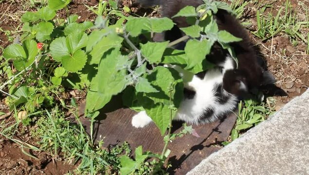 Un gato jugando entre hojas verdes 
