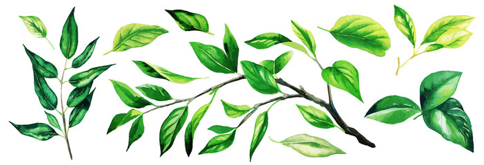 Set of bright greenery branches with leaves