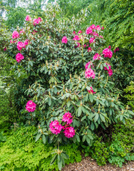 Pink Northwest Flowers