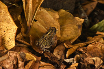 Grenouille camoufl&eacute;e