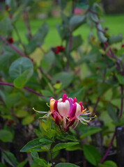 Wonderful rose bushes with flowers