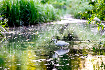 Little Egret hunting for Supper