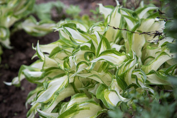The Bush plants of the host. Plant in a flower bed in the open ground. Young green plant. Background, texture.