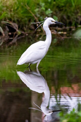 Little Egret hunting for Supper