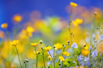 Spring garden yellow and purple flowers on a beautiful blue background. Colorful floral desktop...