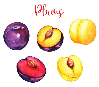 Set of garden plums, purple and yellow, watercolor fruit