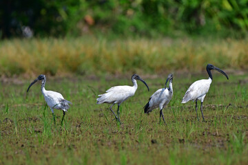 Obraz na płótnie Canvas The black-headed ibis (Threskiornis melanocephalus), also known as the Oriental white ibis, Indian white ibis, and black-necked ibis, Bird in rice field 's Thailand. 