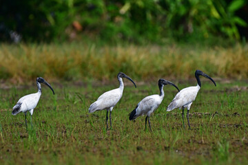 The black-headed ibis (Threskiornis melanocephalus), also known as the Oriental white ibis, Indian white ibis, and black-necked ibis, Bird in rice field 's Thailand.
