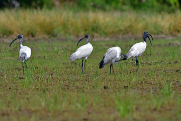 Obraz na płótnie Canvas The black-headed ibis (Threskiornis melanocephalus), also known as the Oriental white ibis, Indian white ibis, and black-necked ibis, Bird in rice field 's Thailand. 